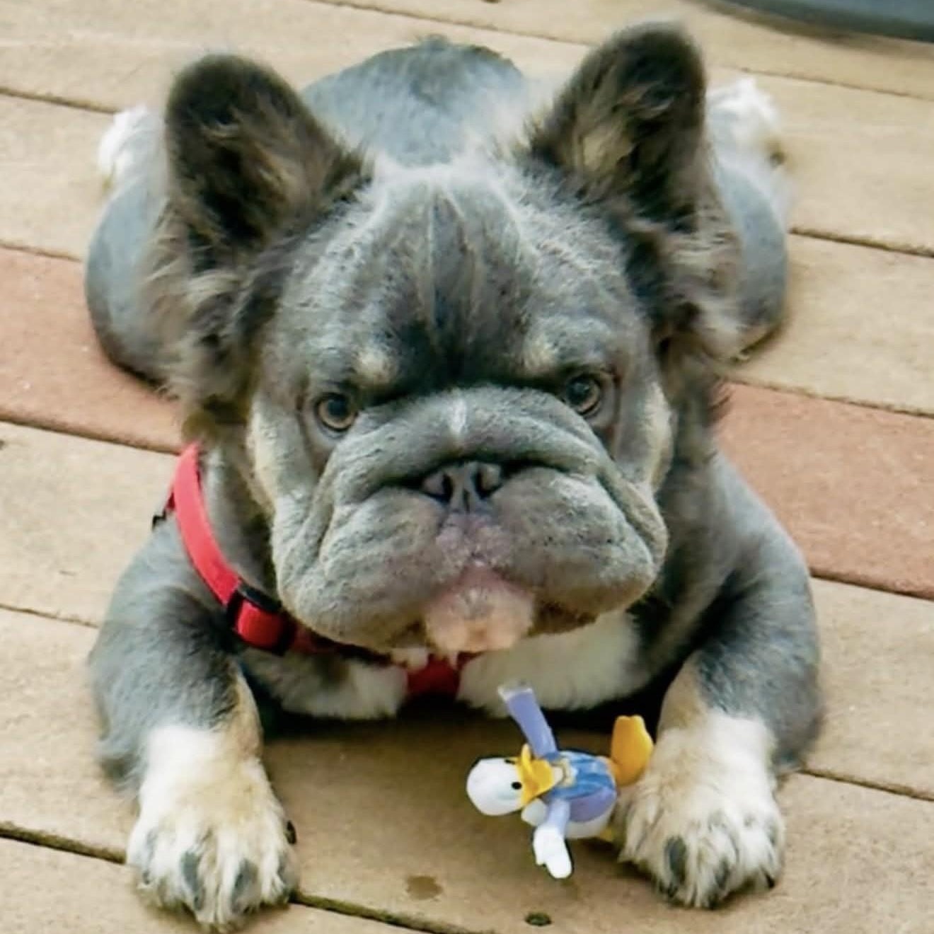 Enlarge Bowser, a Adoptable French Bulldog in Closter, NJ image 3/3