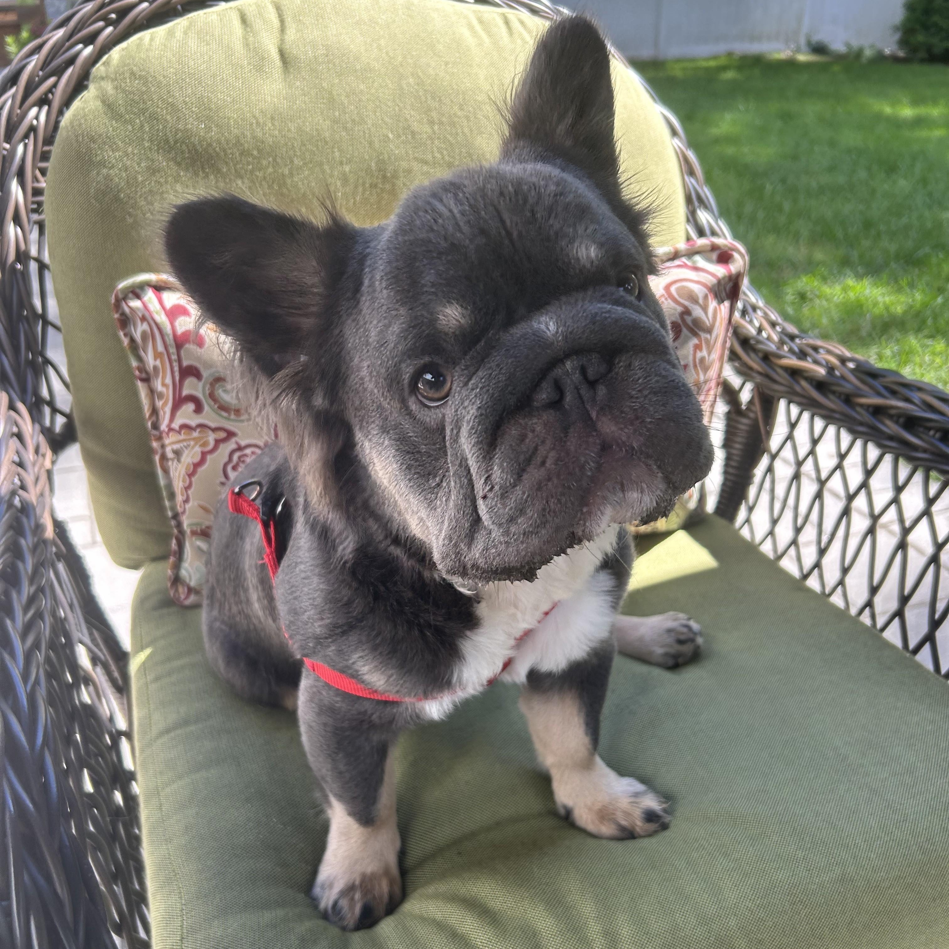 Enlarge Bowser, a Adoptable French Bulldog in Closter, NJ image 2/3