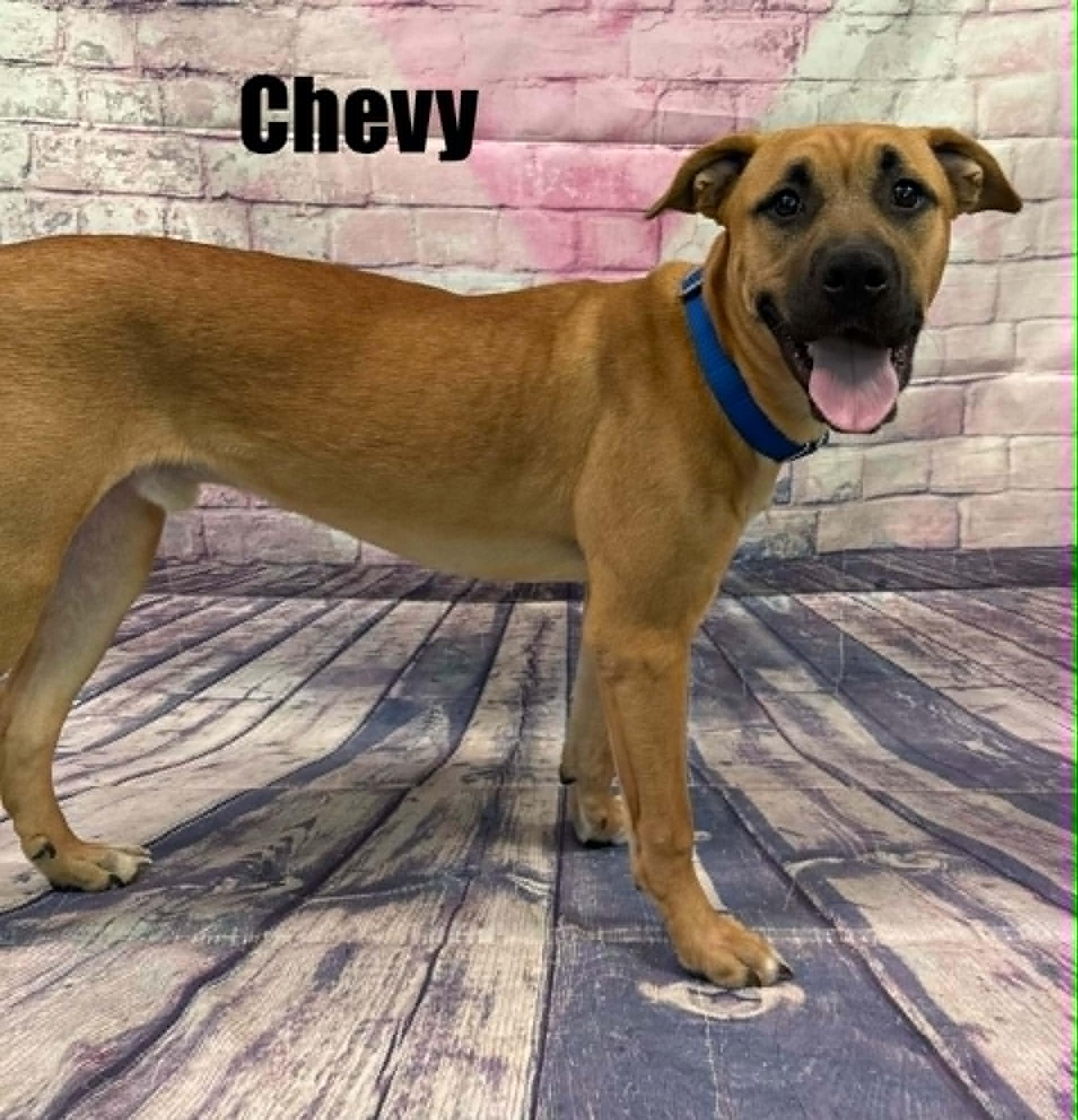 Chevy, a ADOPTABLE mixed breed in Quincy, MI image 2/3