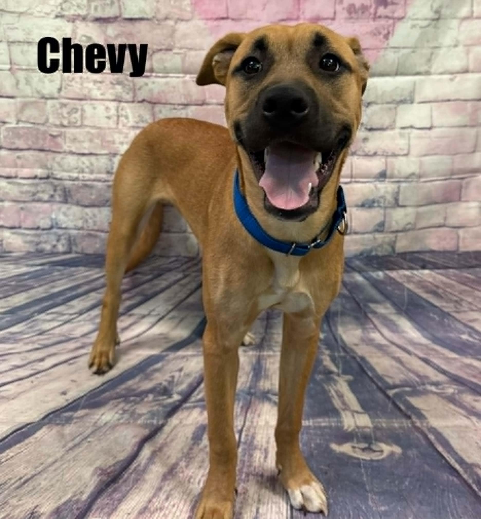 Chevy, ADOPTABLE, Young Male Shepherd.