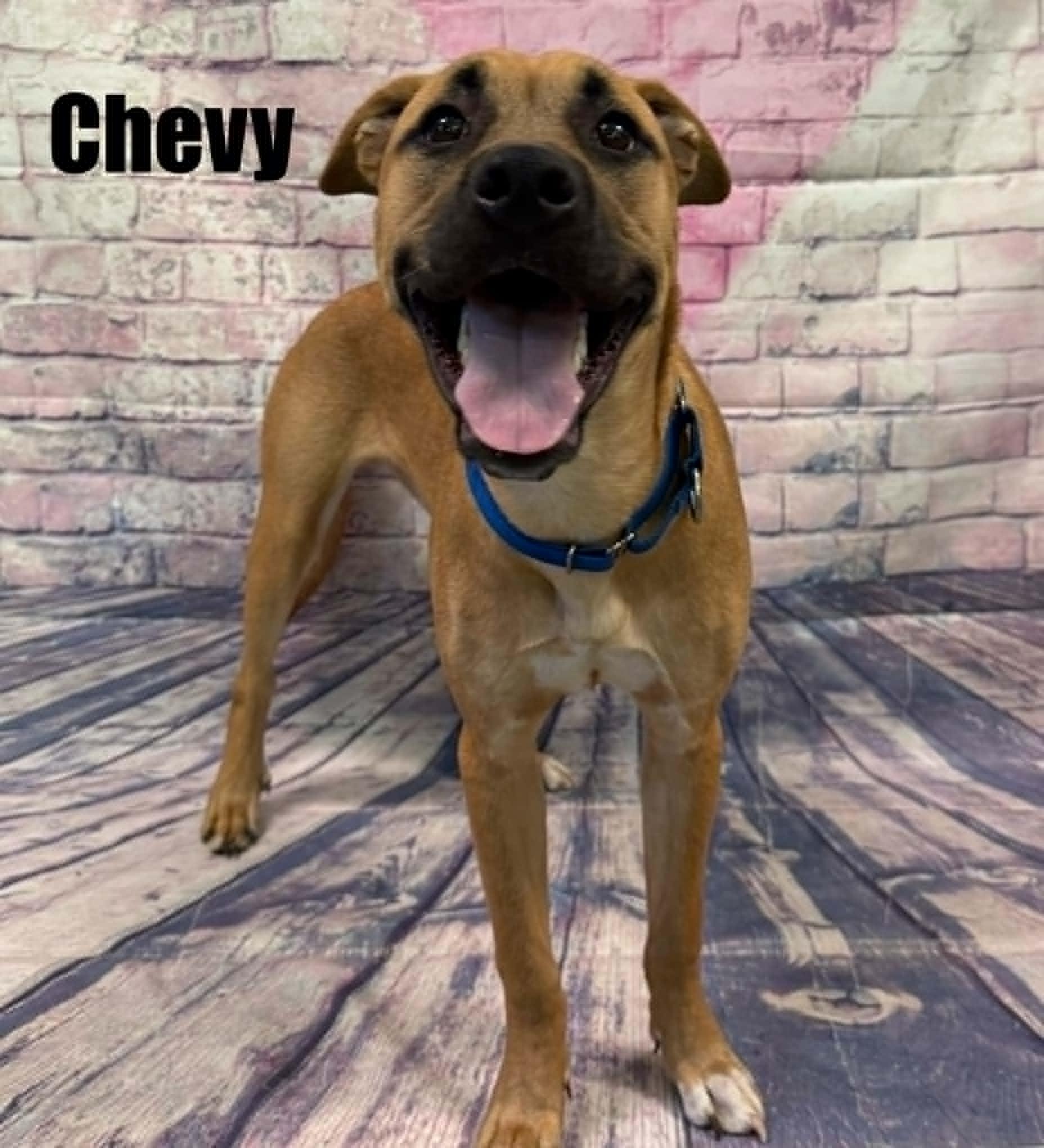 Chevy, a ADOPTABLE mixed breed in Quincy, MI image 3/3