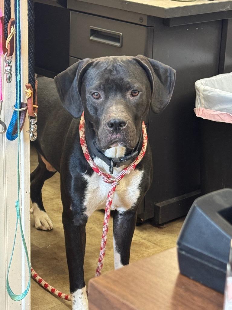 Hector, Adoptable, Adult Male Hound & Mixed Breed.