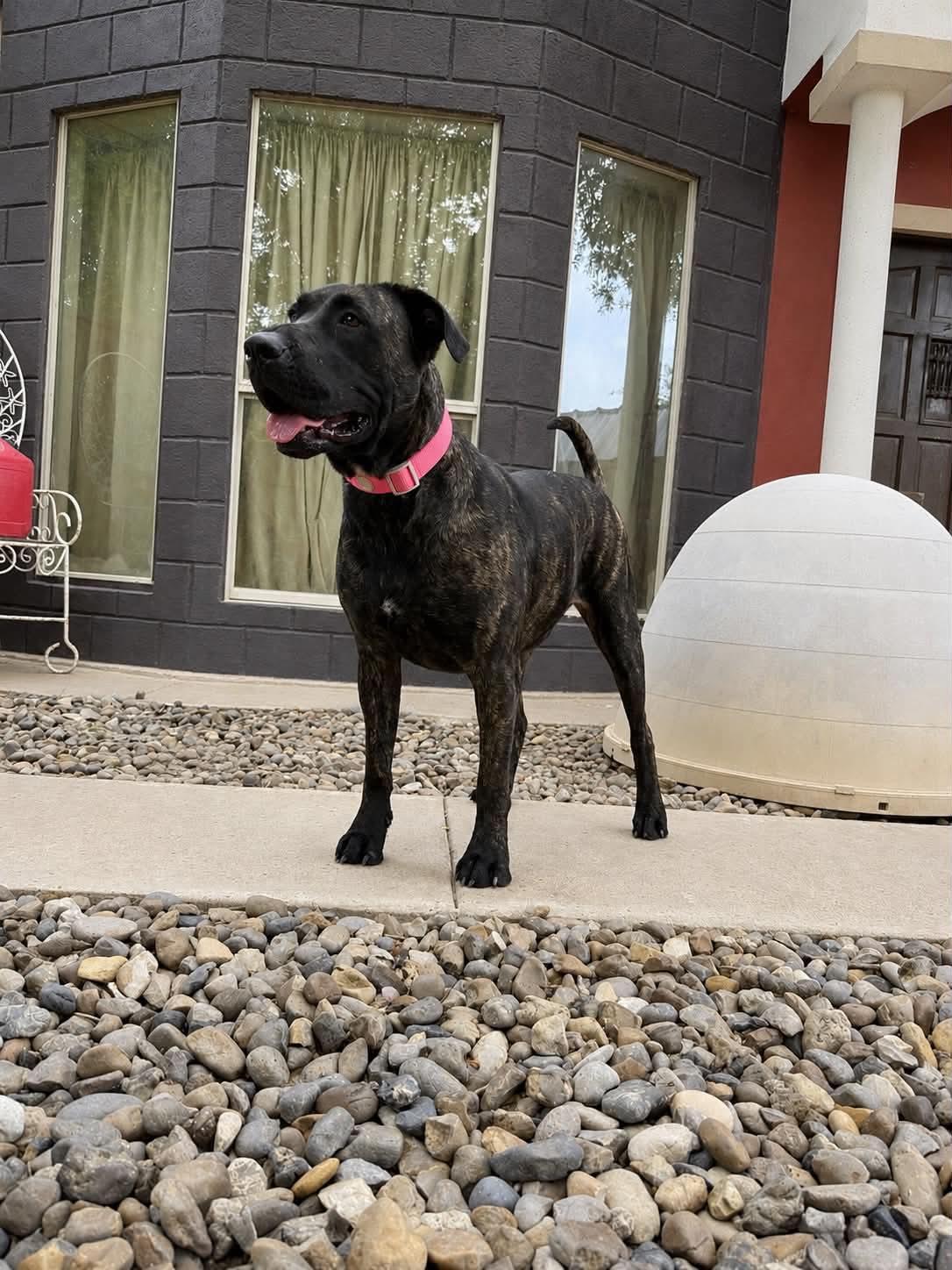 Enlarge Bella, a ADOPTABLE Cane Corso in Woodstock, ON image 4/4