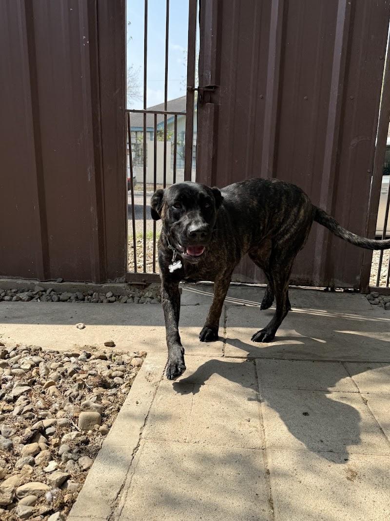 Enlarge Bella, a ADOPTABLE Cane Corso in Woodstock, ON image 2/4