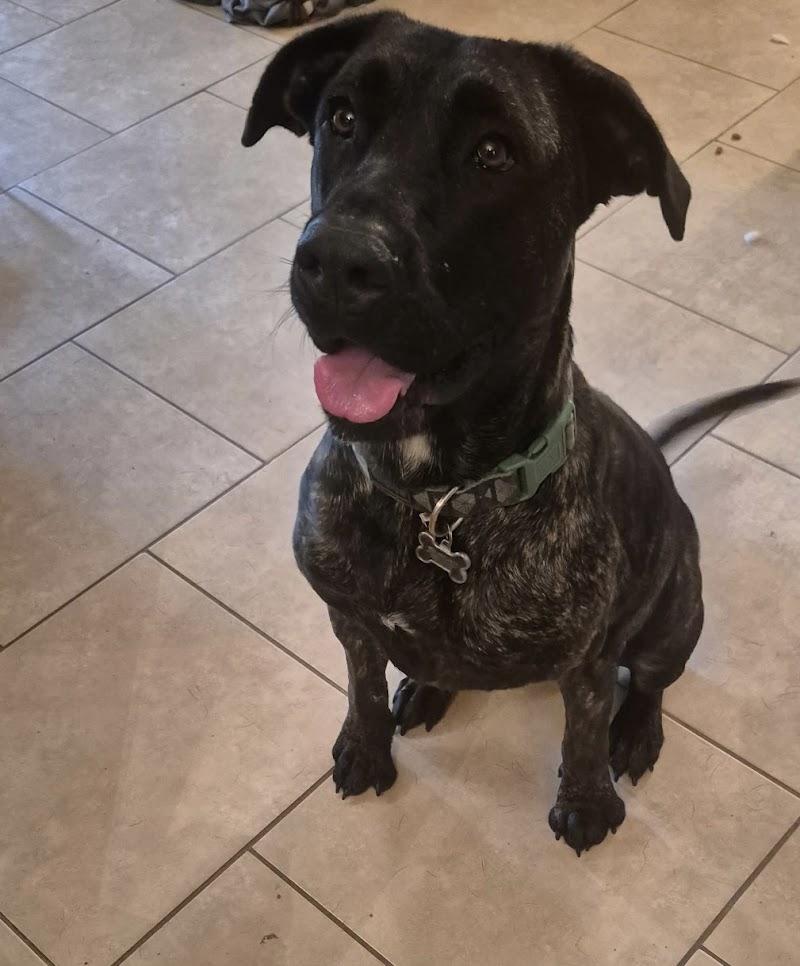 Enlarge Bella, a ADOPTABLE Cane Corso in Woodstock, ON image 3/4