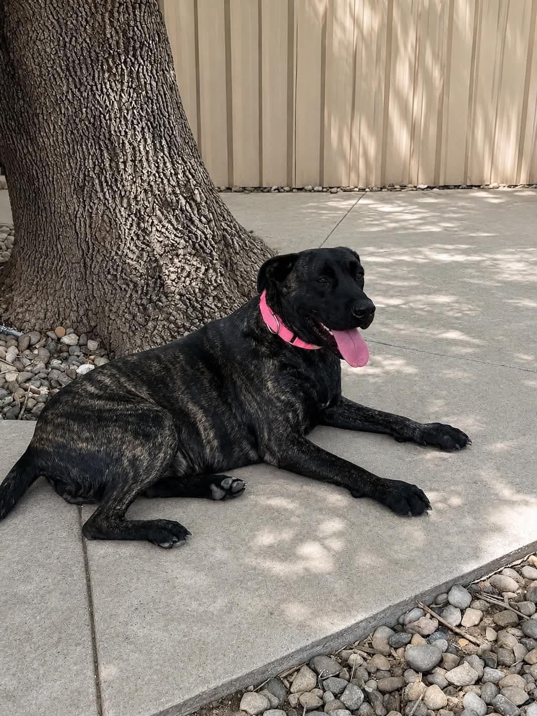 Bella, ADOPTABLE, Young Female Cane Corso.