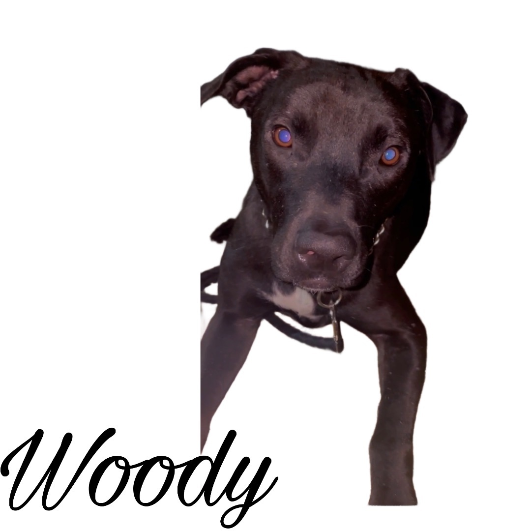 Enlarge Woody, a Adoptable mixed breed in Los Angeles, CA image 2/6