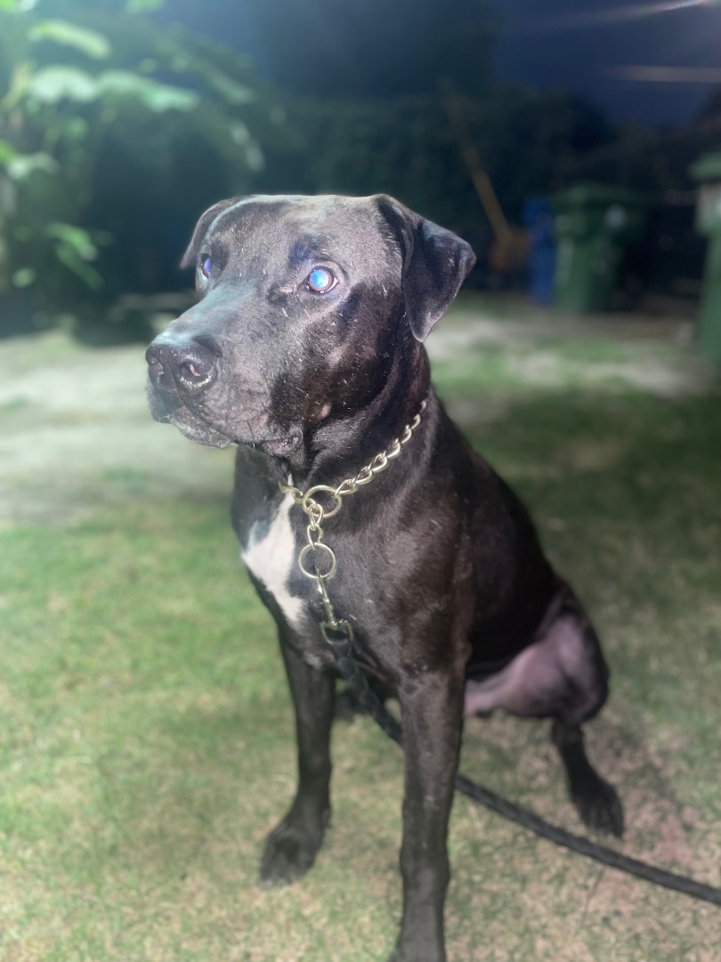 Enlarge Woody, a Adoptable mixed breed in Los Angeles, CA image 4/6