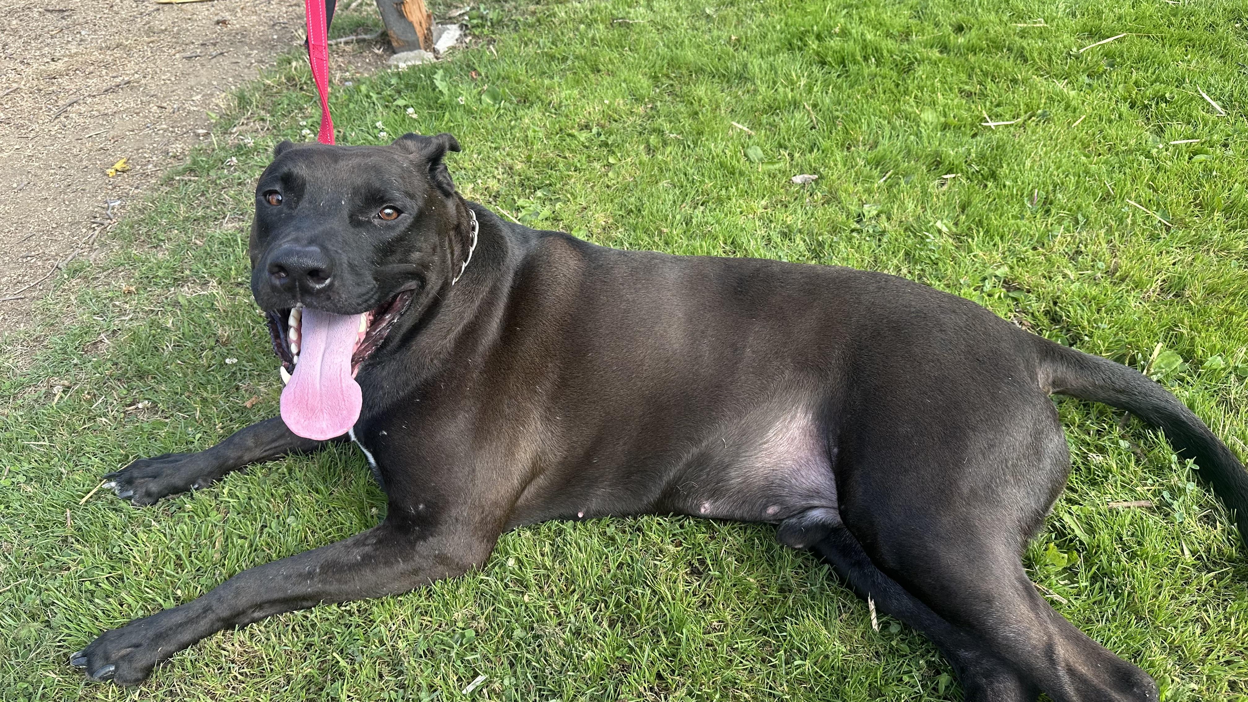 Woody, Adoptable, Adult Male Black Labrador Retriever & Pit Bull Terrier.
