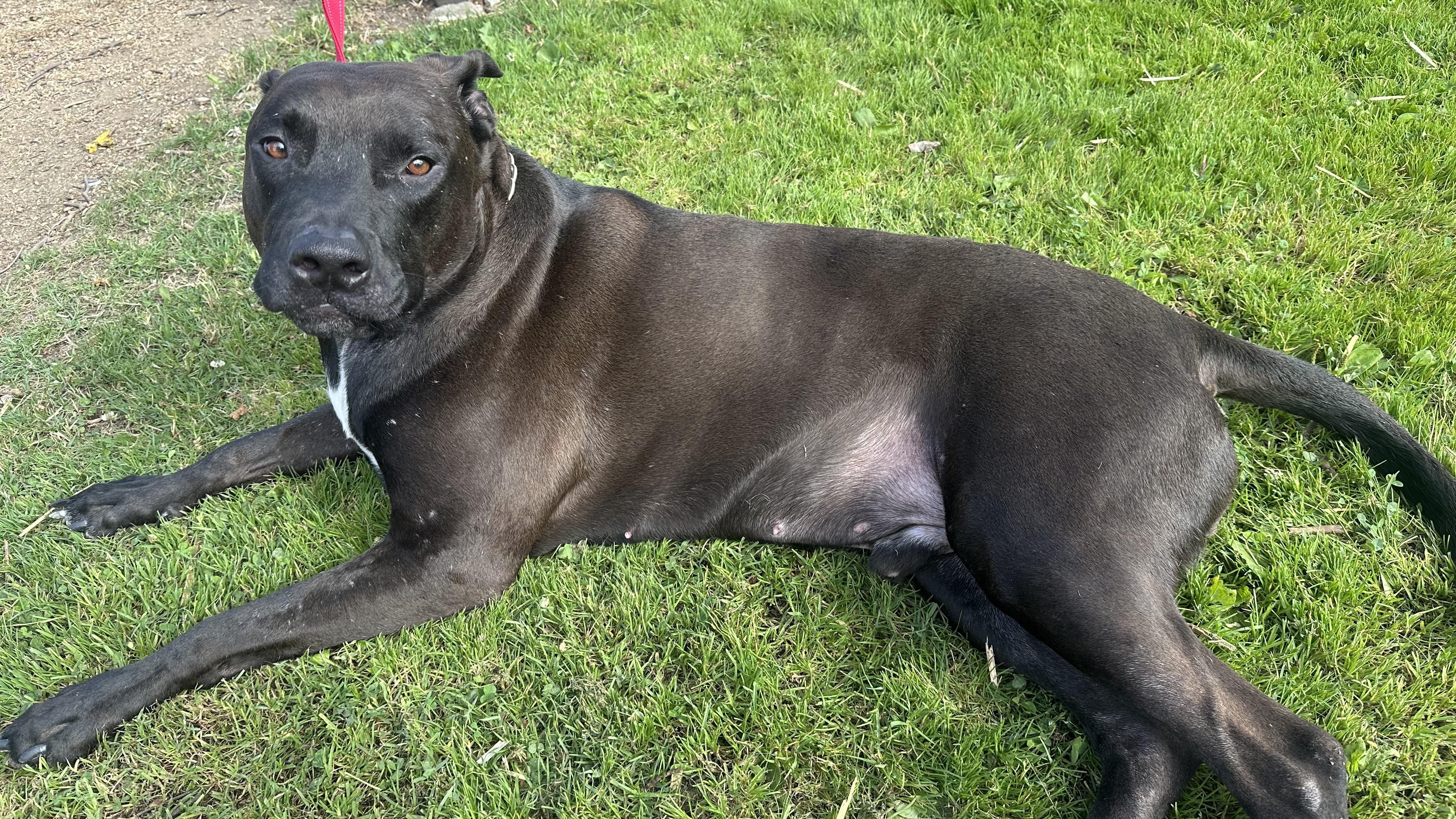 Enlarge Woody, a Adoptable mixed breed in Los Angeles, CA image 3/6