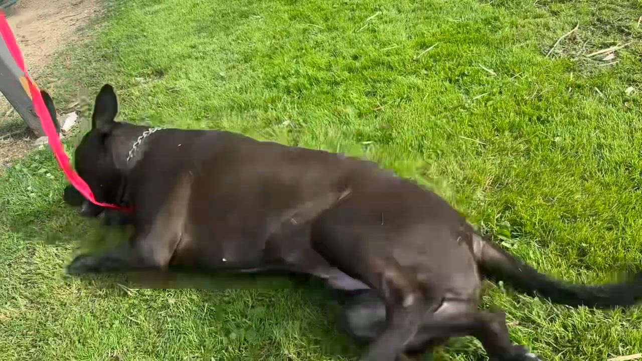 Enlarge Woody, a Adoptable mixed breed in Los Angeles, CA video 6/6