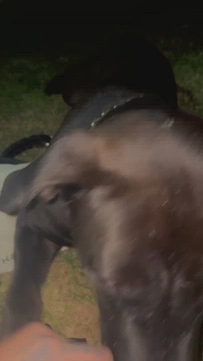 Enlarge Woody, a Adoptable mixed breed in Los Angeles, CA video 5/6