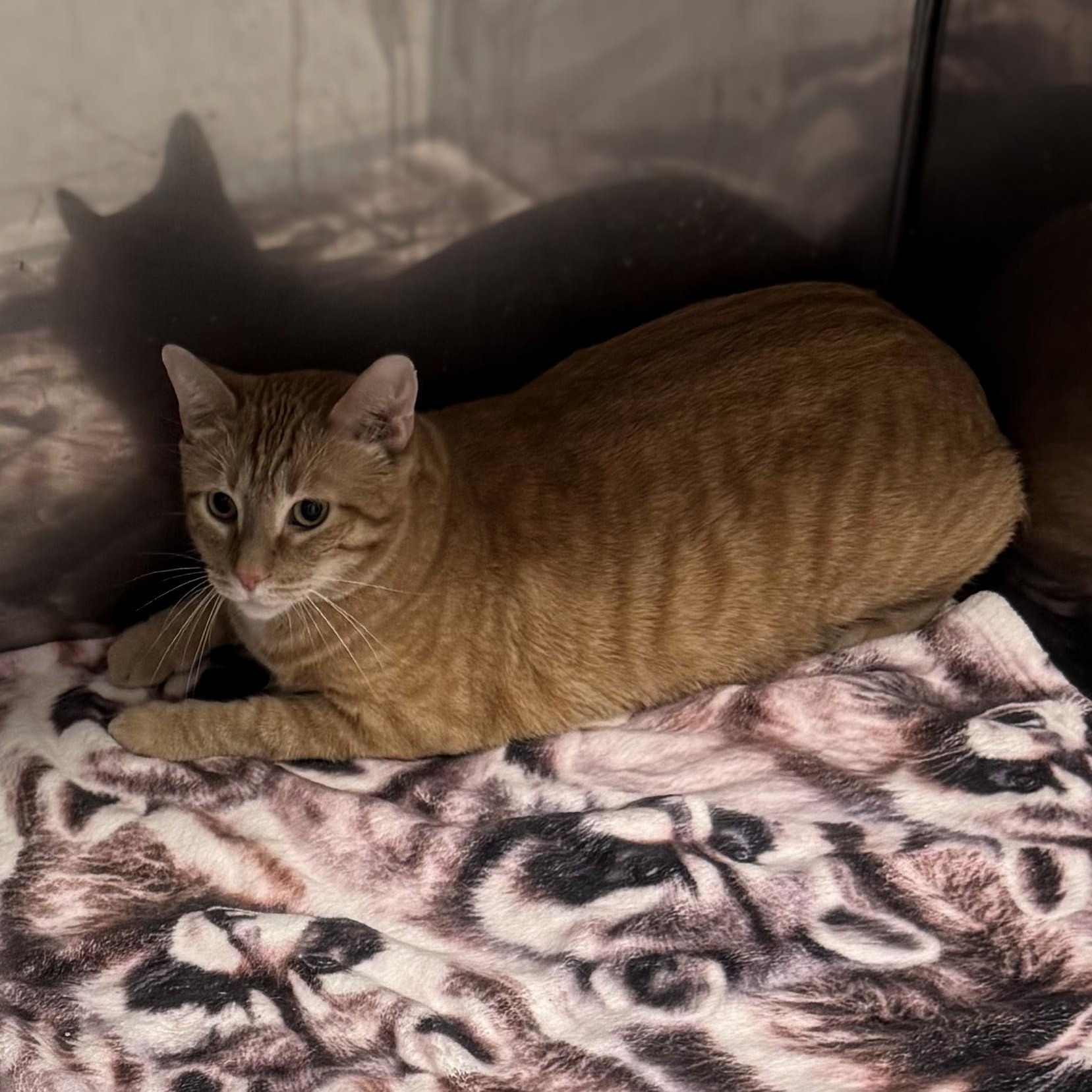Izzy, ADOPTABLE, Young Male Domestic Short Hair.