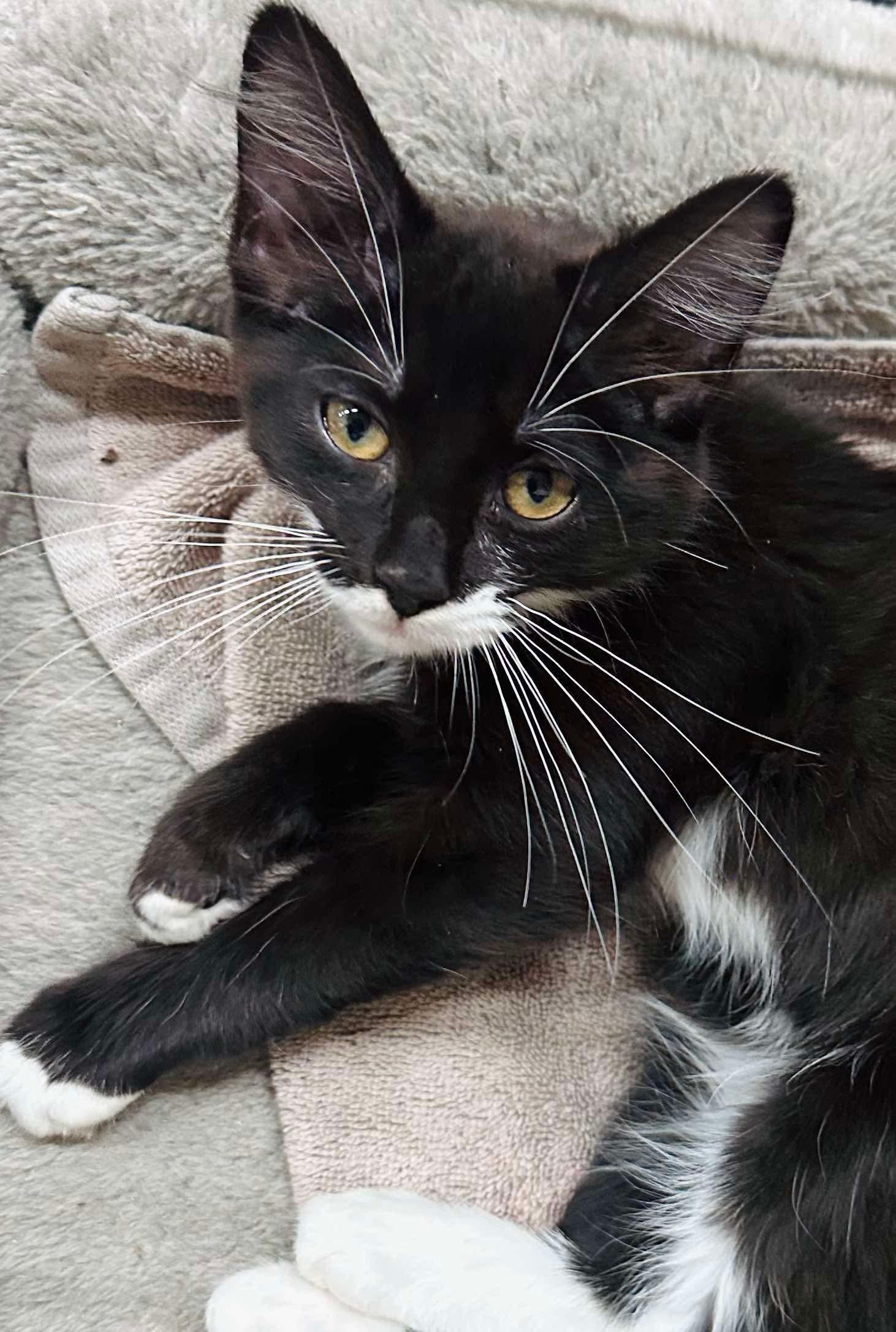 Pixie, an adoptable Domestic Short Hair in Brooks, ME, 04921 | Photo Image 1