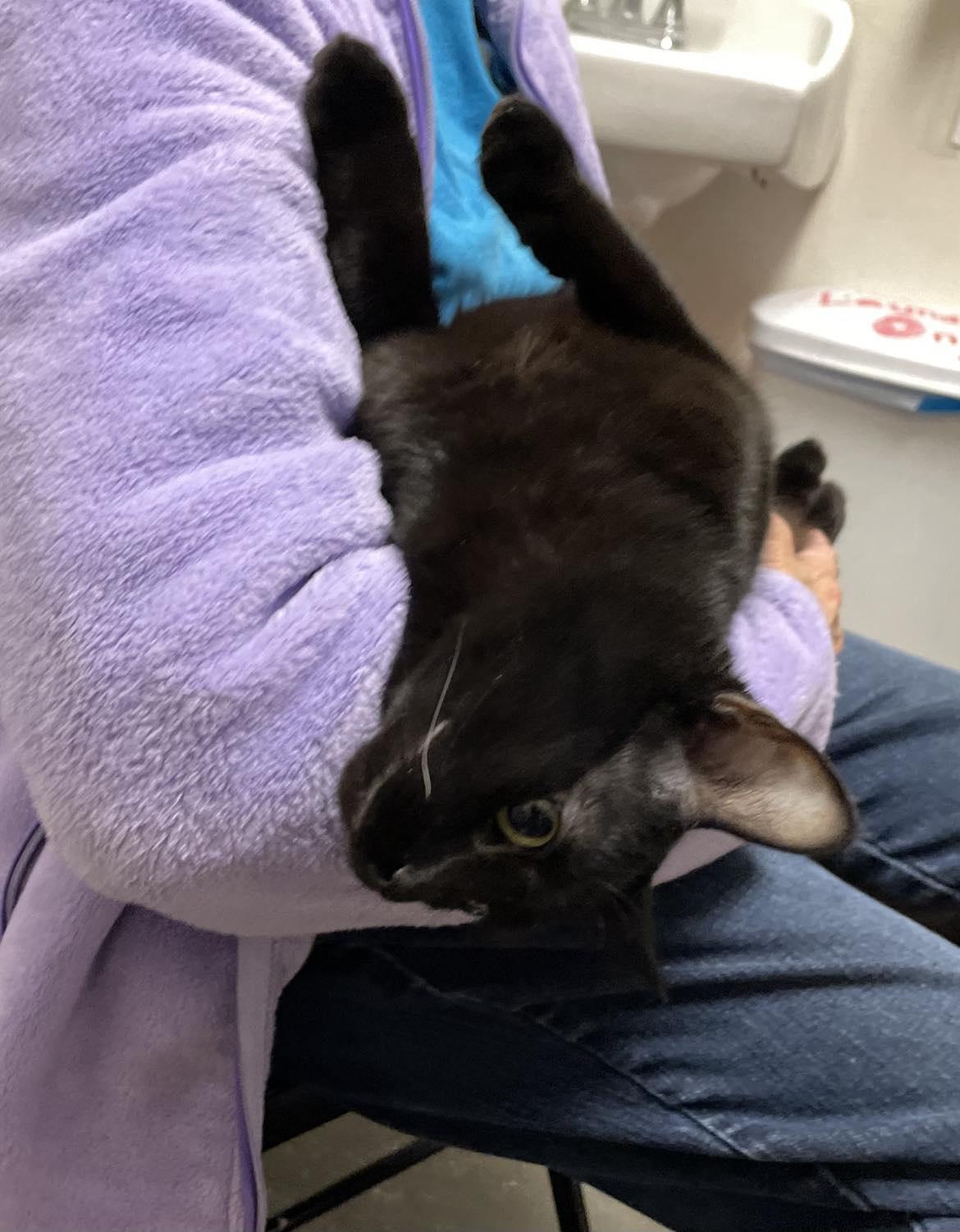 Enlarge TABITHA, a Adopted Domestic Short Hair in Capshaw, AL image 1/2