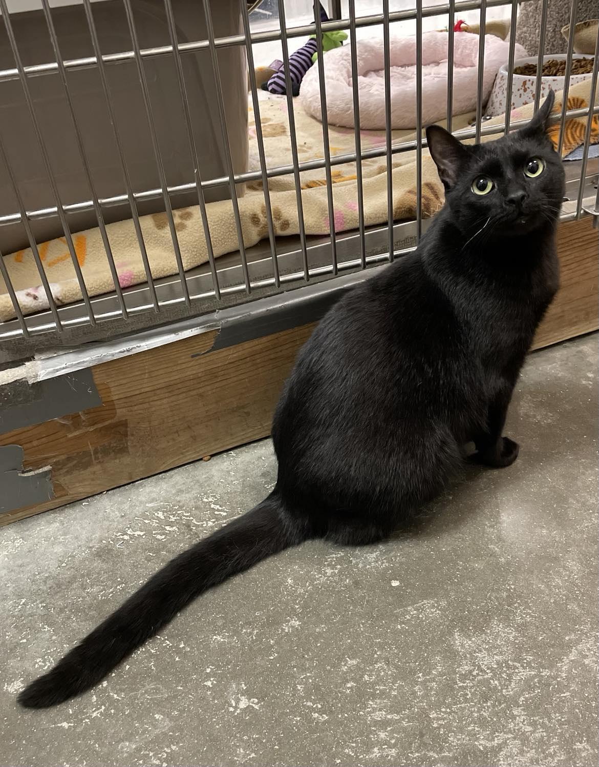 Enlarge TABITHA, a Adopted Domestic Short Hair in Capshaw, AL image 2/2