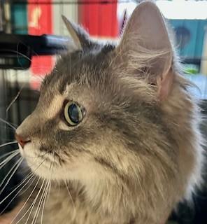 Enlarge Gypsy, an adopted Domestic Long Hair in Phoenix, AZ image 1/2