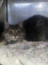Enlarge Gypsy, an adopted Domestic Long Hair in Phoenix, AZ image 2/2