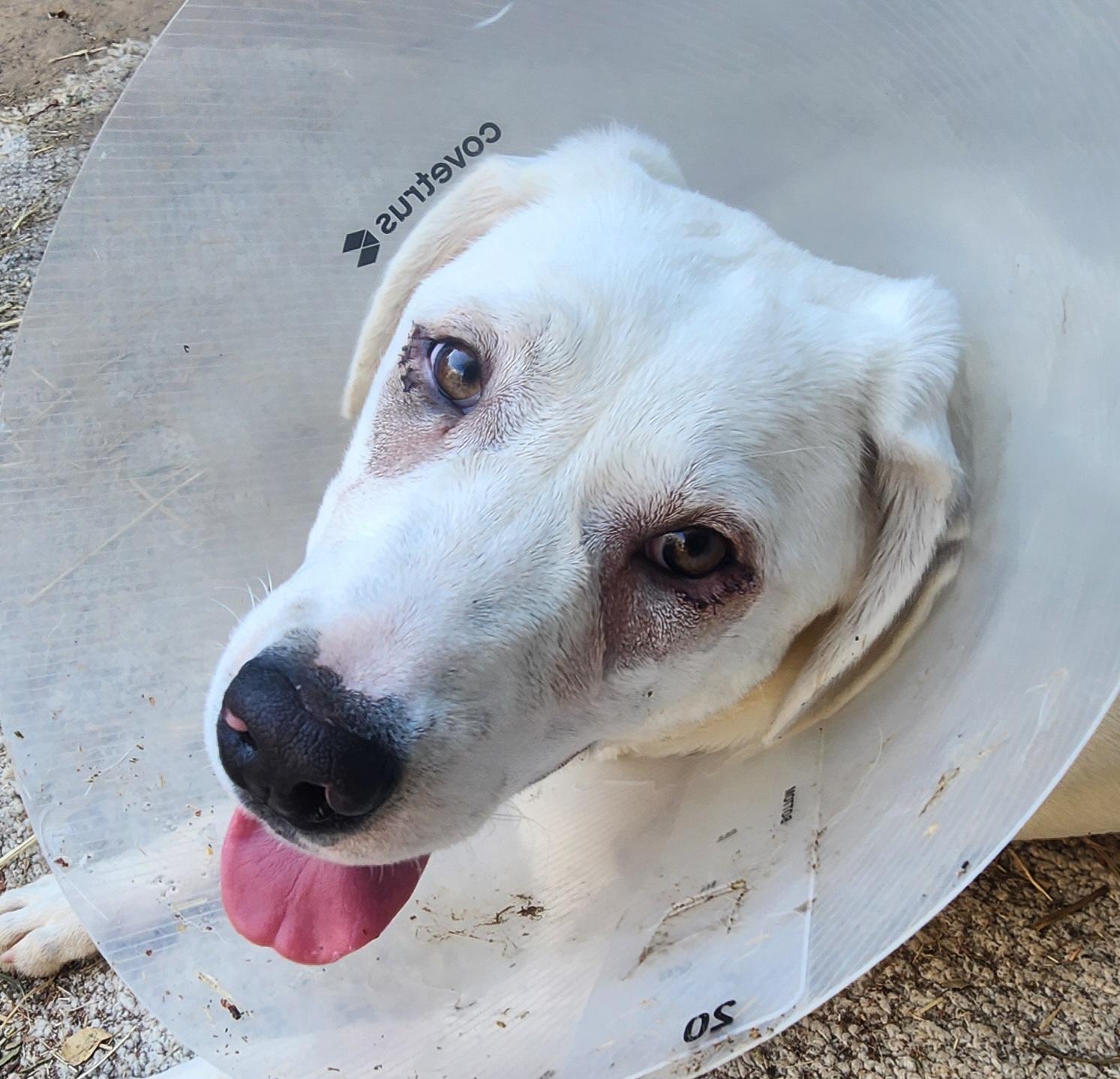 Enlarge Helga, a Adoptable mixed breed in Lafayette, CA image 2/3