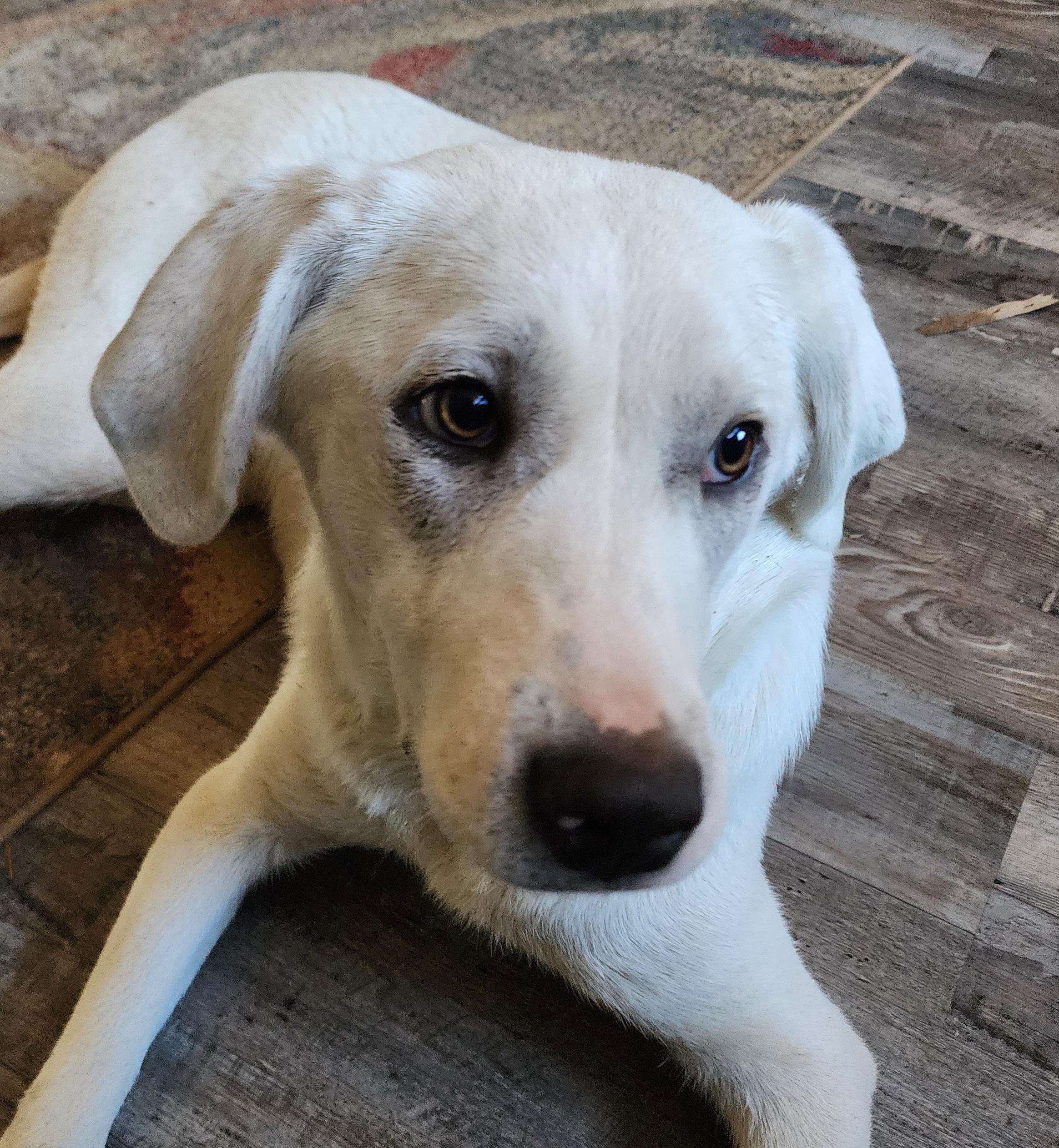 Helga, Adoptable, Young Female Labrador Retriever & Great Pyrenees.
