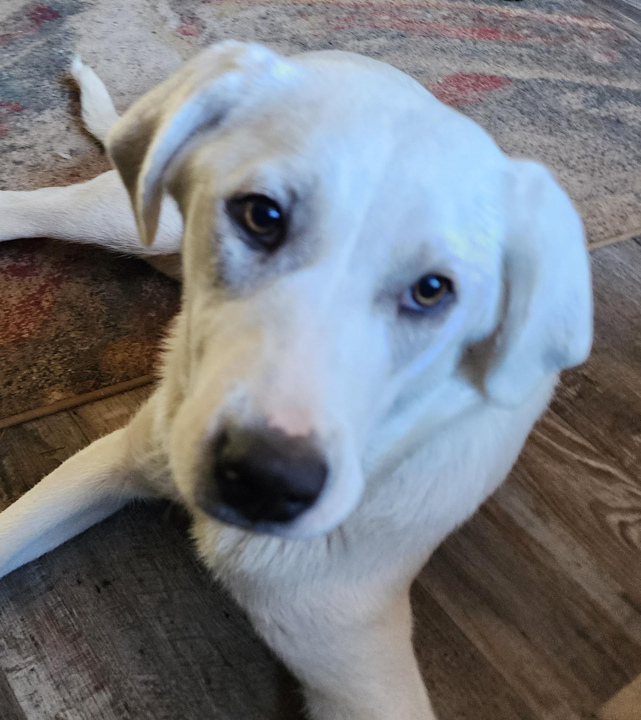 Enlarge Helga, a Adoptable mixed breed in Lafayette, CA image 3/3