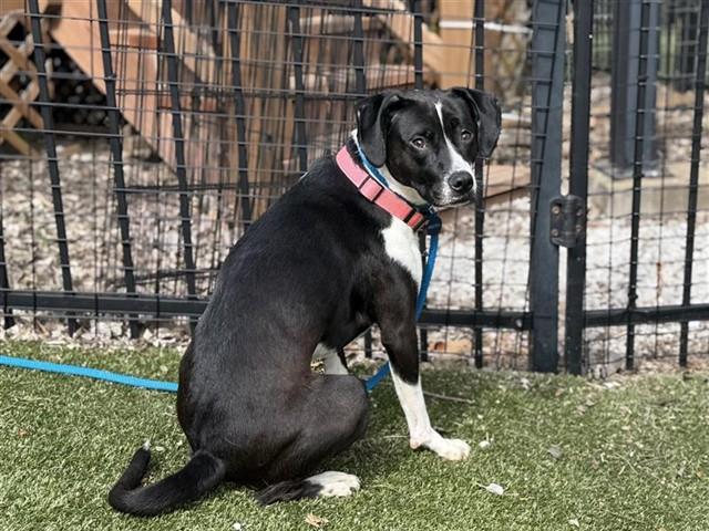 CLEO, Adoptable, Adult Female Terrier & Mixed Breed.