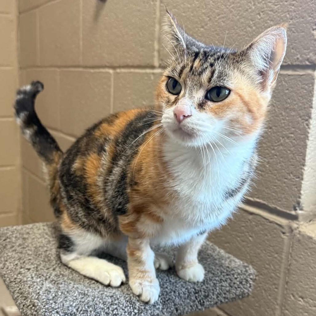 Enlarge Camille, a Adoptable mixed breed in Caryville, TN image 1/3