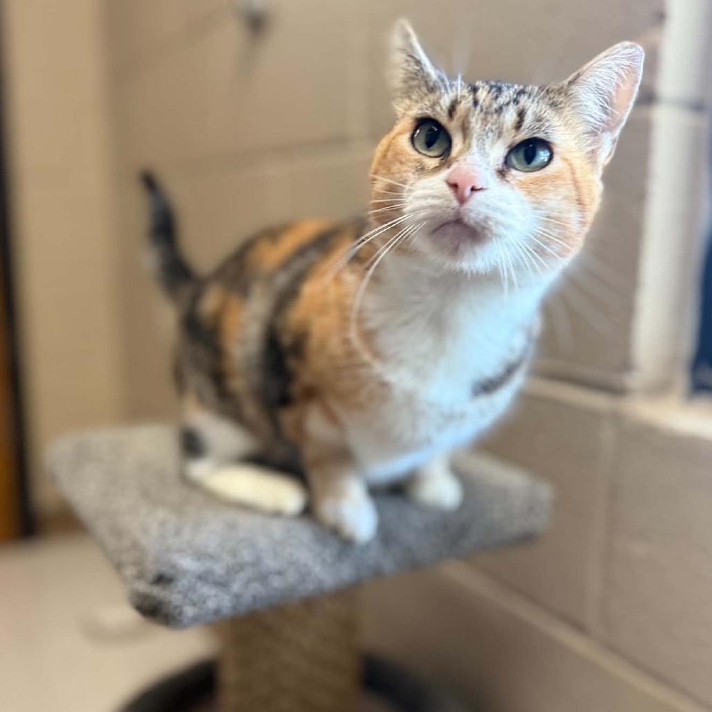 Enlarge Camille, a Adoptable mixed breed in Caryville, TN image 2/3