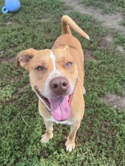 Elvis Chance, Adoptable, Adult Male Husky & Mixed Breed.