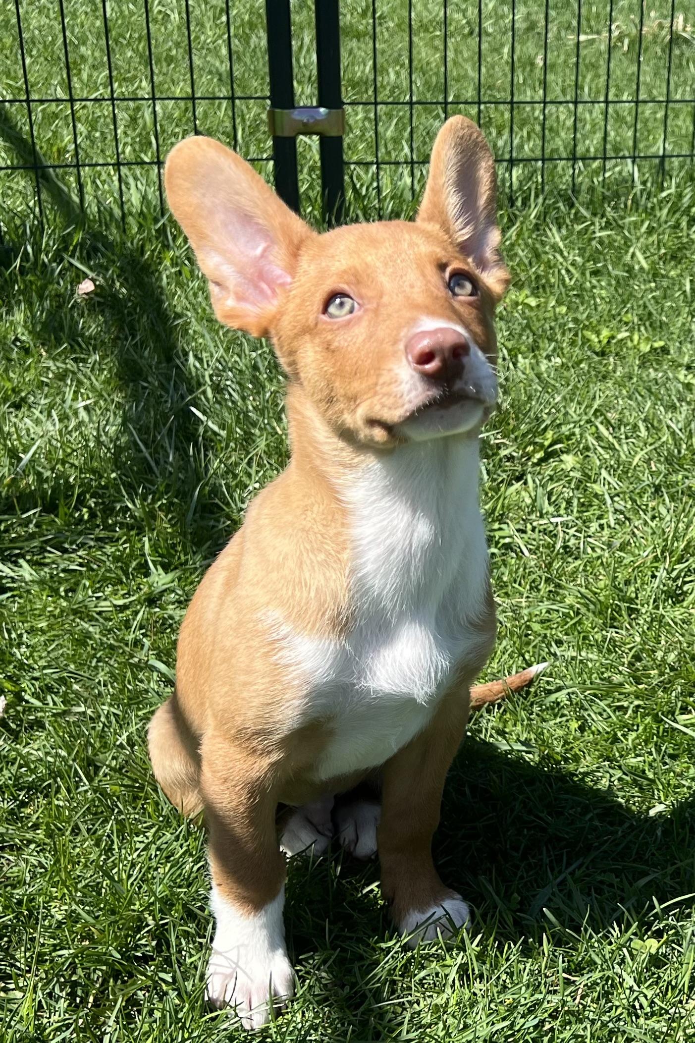 Enlarge CLIFF, an adopted Mixed Breed in Belmont, NY image 5/5