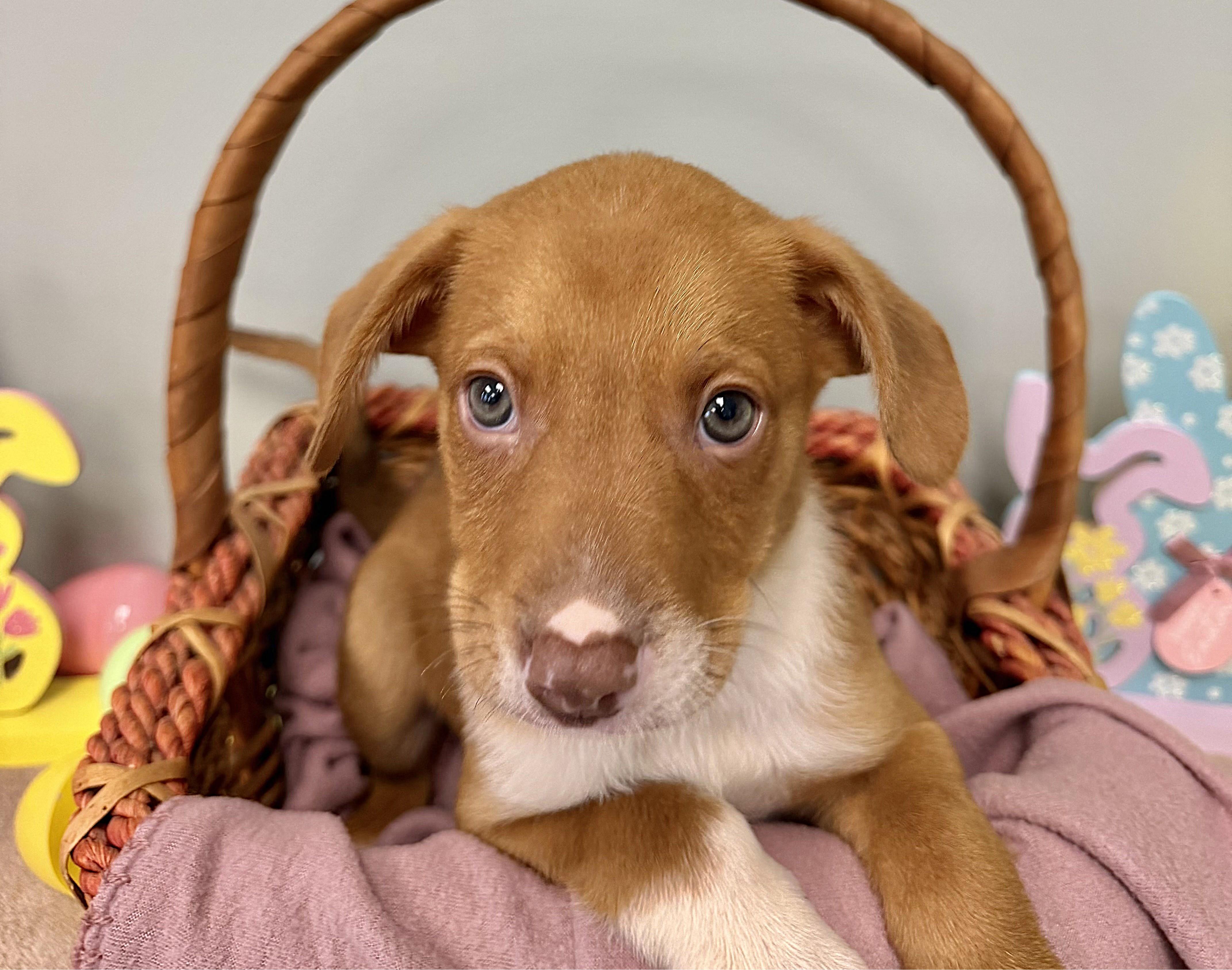 CLIFF, adopted, Puppy Male Mixed Breed.