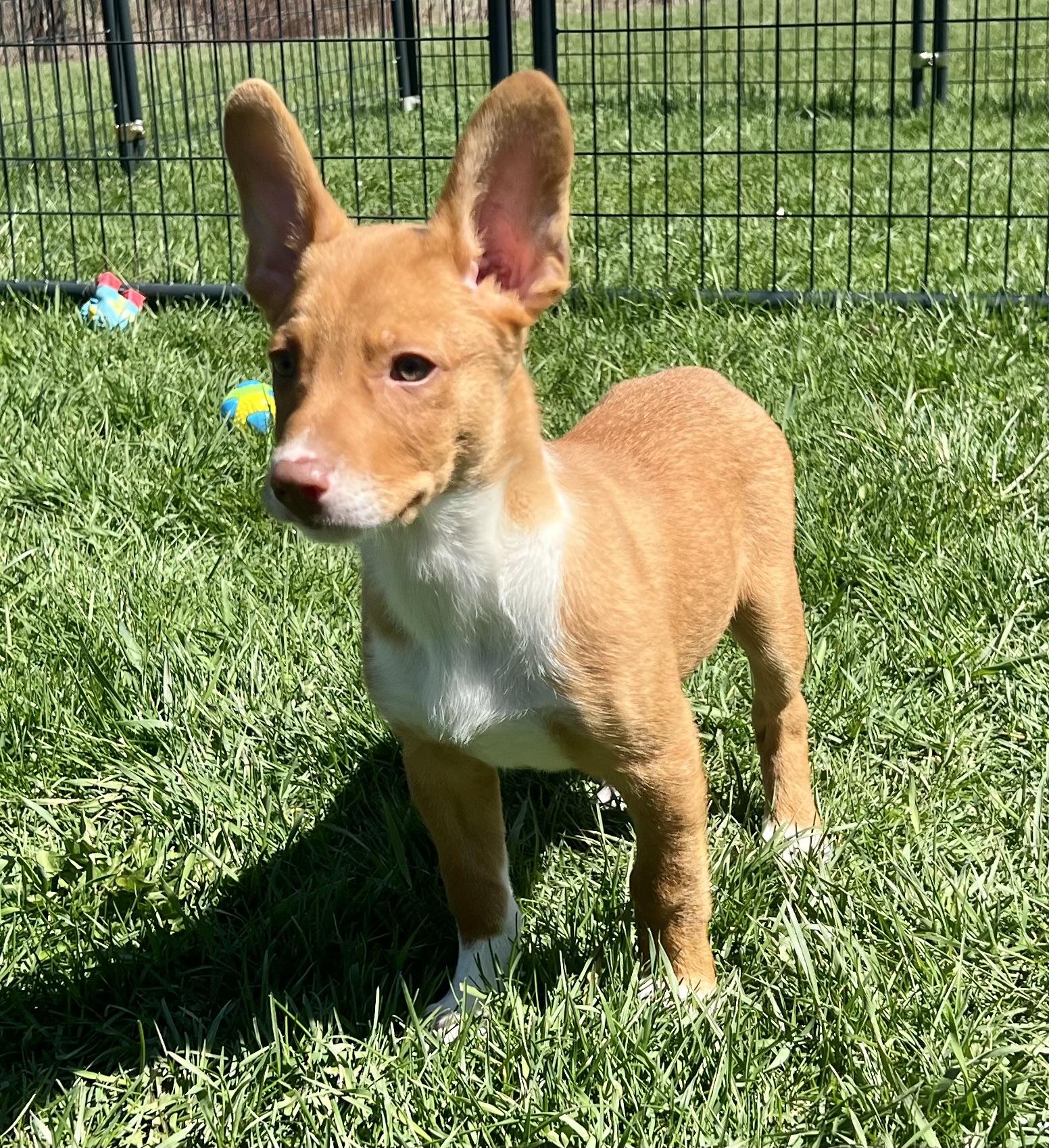 Enlarge CLIFF, an adopted Mixed Breed in Belmont, NY image 4/5