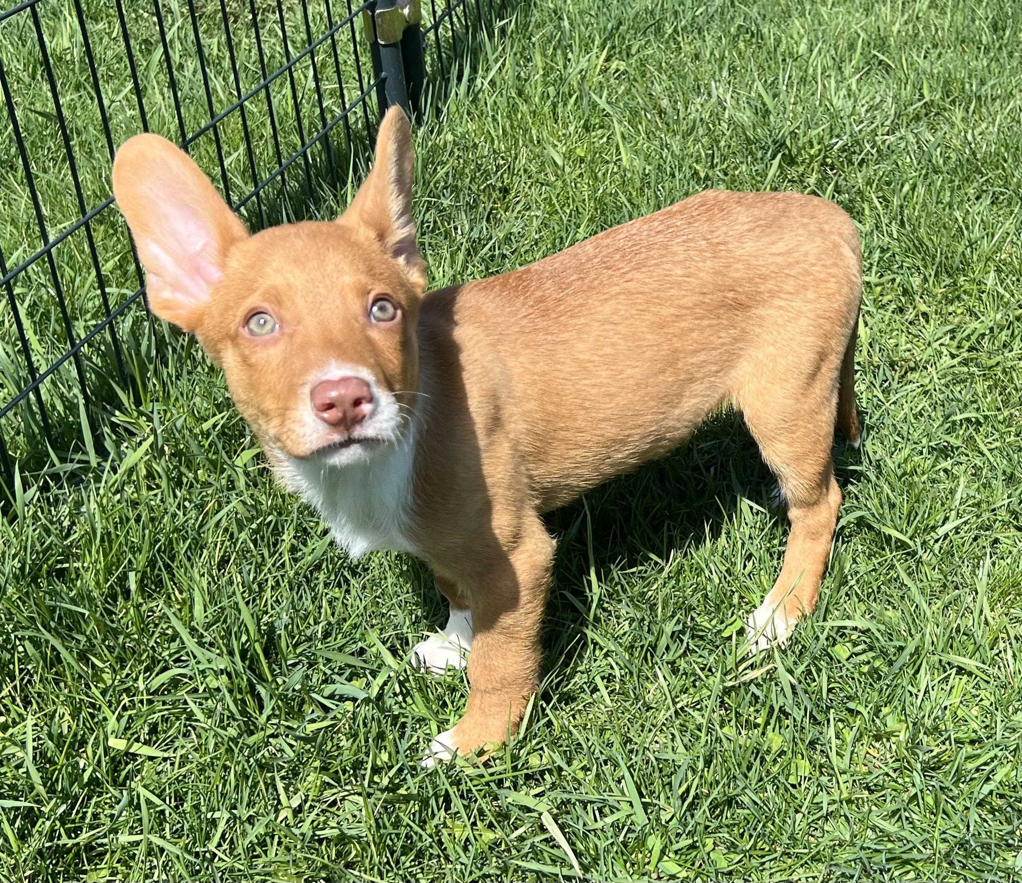 Enlarge CLIFF, an adopted Mixed Breed in Belmont, NY image 2/5