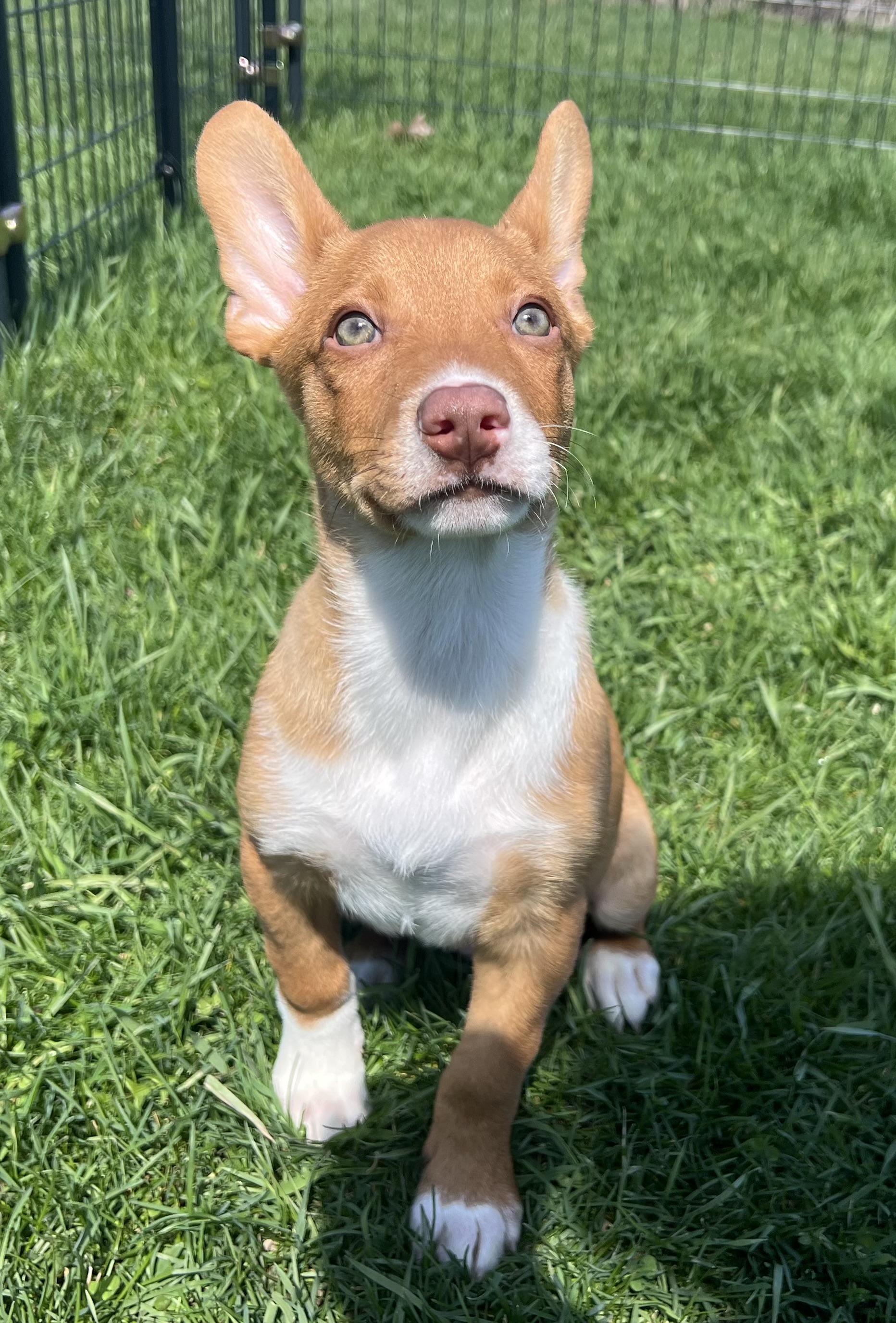 Enlarge CLIFF, an adopted Mixed Breed in Belmont, NY image 1/5