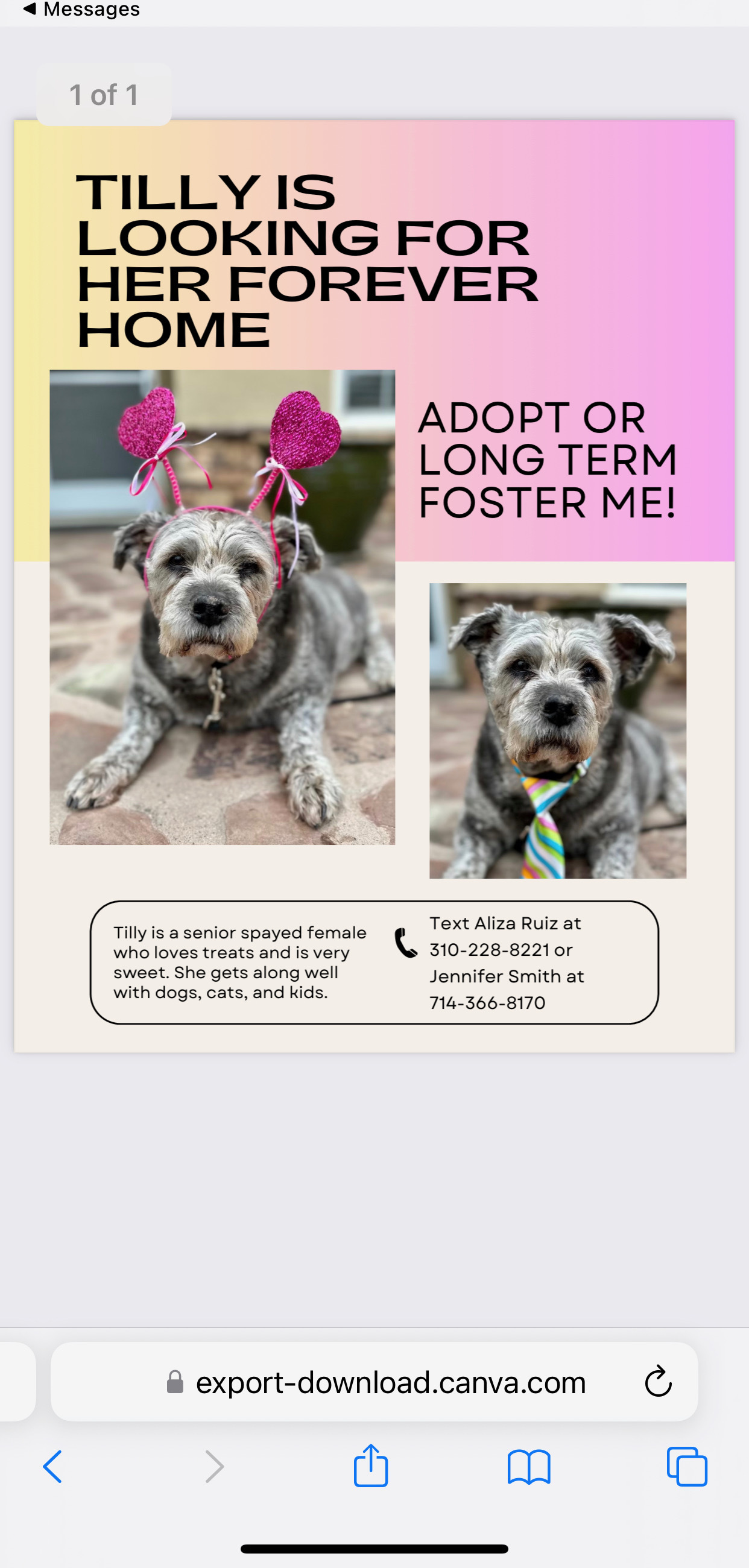 Tilly, Adopted, Senior Female Miniature Schnauzer & Terrier.