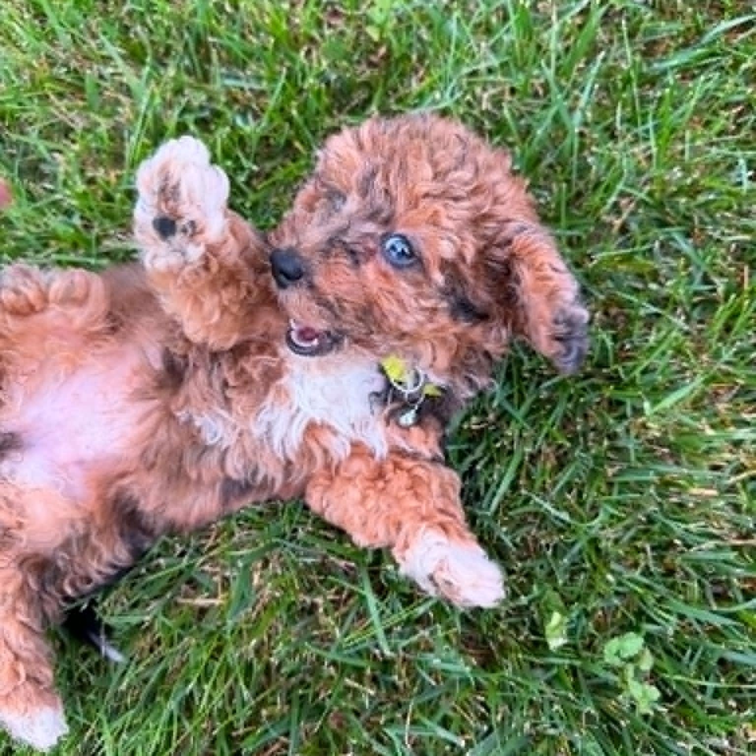 Poppy - Home Visit in Process, an adopted Poodle in Hartland, WI image 2/5