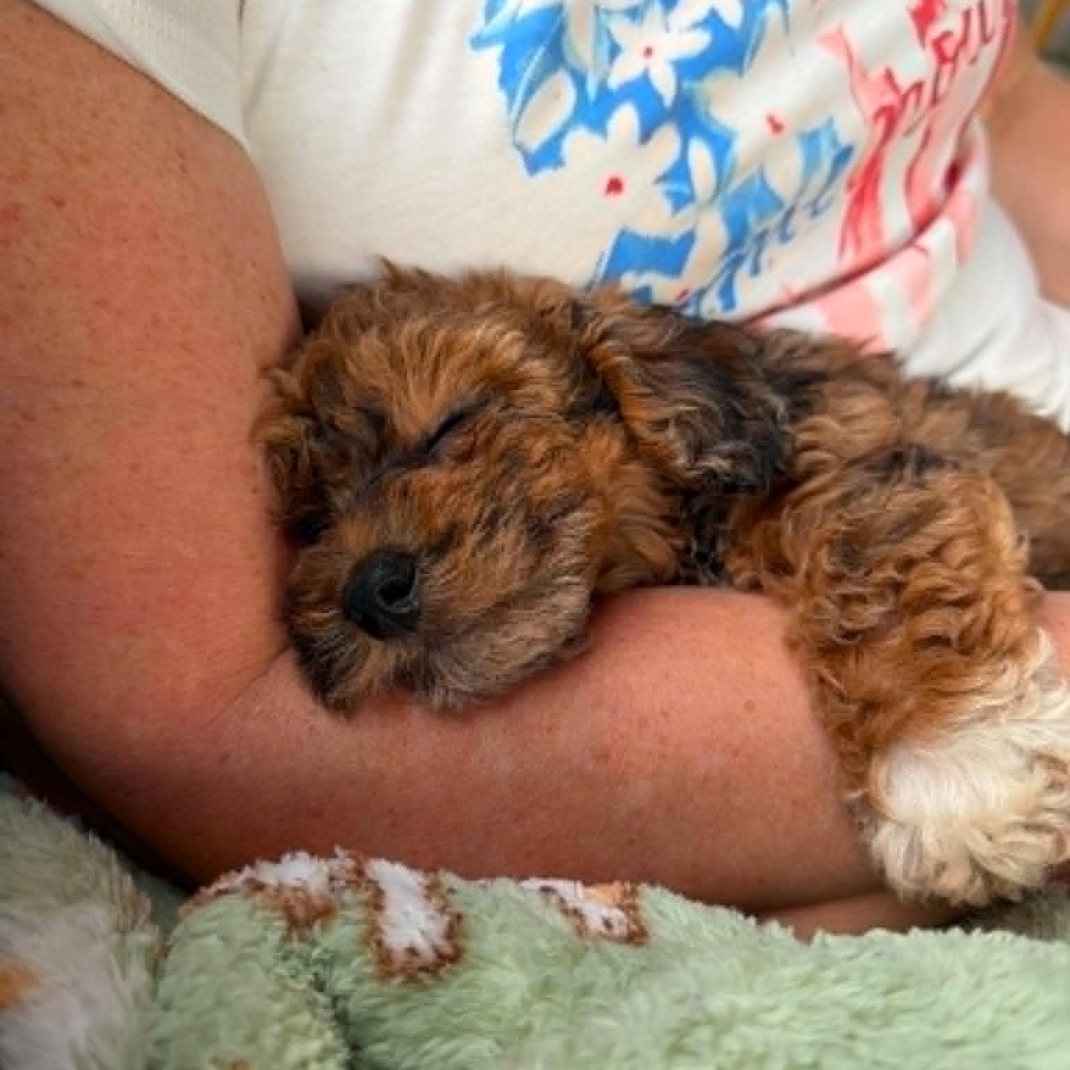 Poppy - Home Visit in Process, an adopted Poodle in Hartland, WI image 4/5