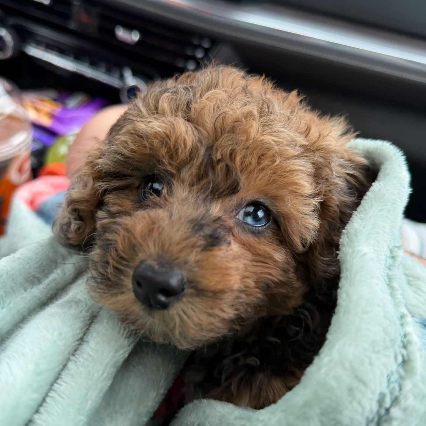 Poppy - Home Visit in Process, an adopted Poodle in Hartland, WI image 1/5
