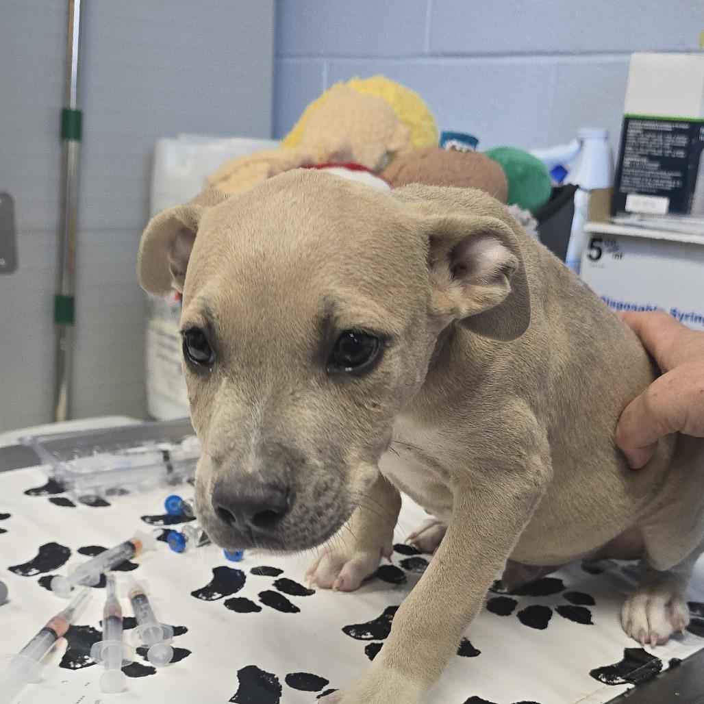 King Fry 26-0717, Adoptable, Puppy Male Mixed Breed.