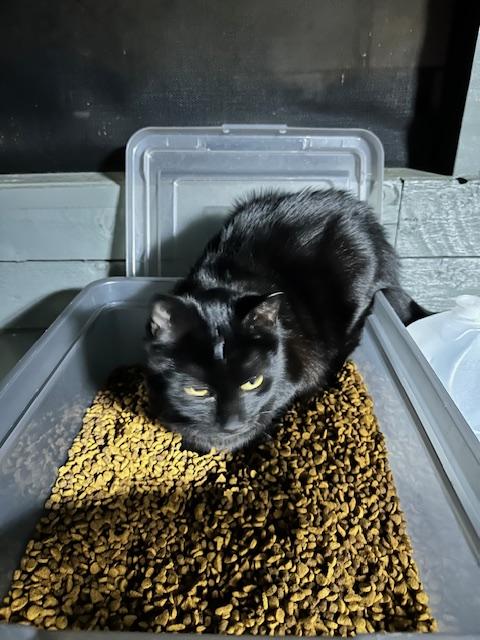 Enlarge Twilight, a Adoptable American Shorthair in Belmont, NC image 6/6