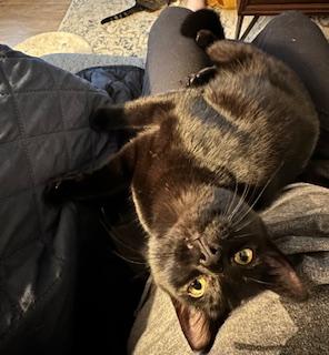 Enlarge Twilight, a Adoptable American Shorthair in Belmont, NC image 2/5