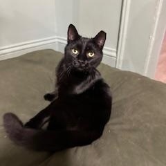 Enlarge Twilight, a Adoptable American Shorthair in Belmont, NC image 5/5