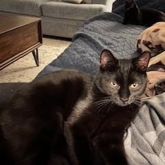 Enlarge Twilight, a Adoptable American Shorthair in Belmont, NC image 4/5