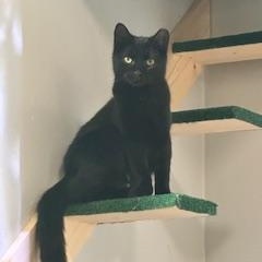 Twilight, Adoptable, Kitten Female American Shorthair.