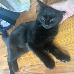 Twilight, Adoptable, Young Female American Shorthair.