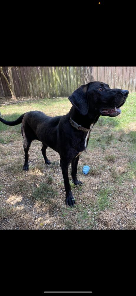 Marley, Adoptable, Young Male Labrador Retriever & Mixed Breed.