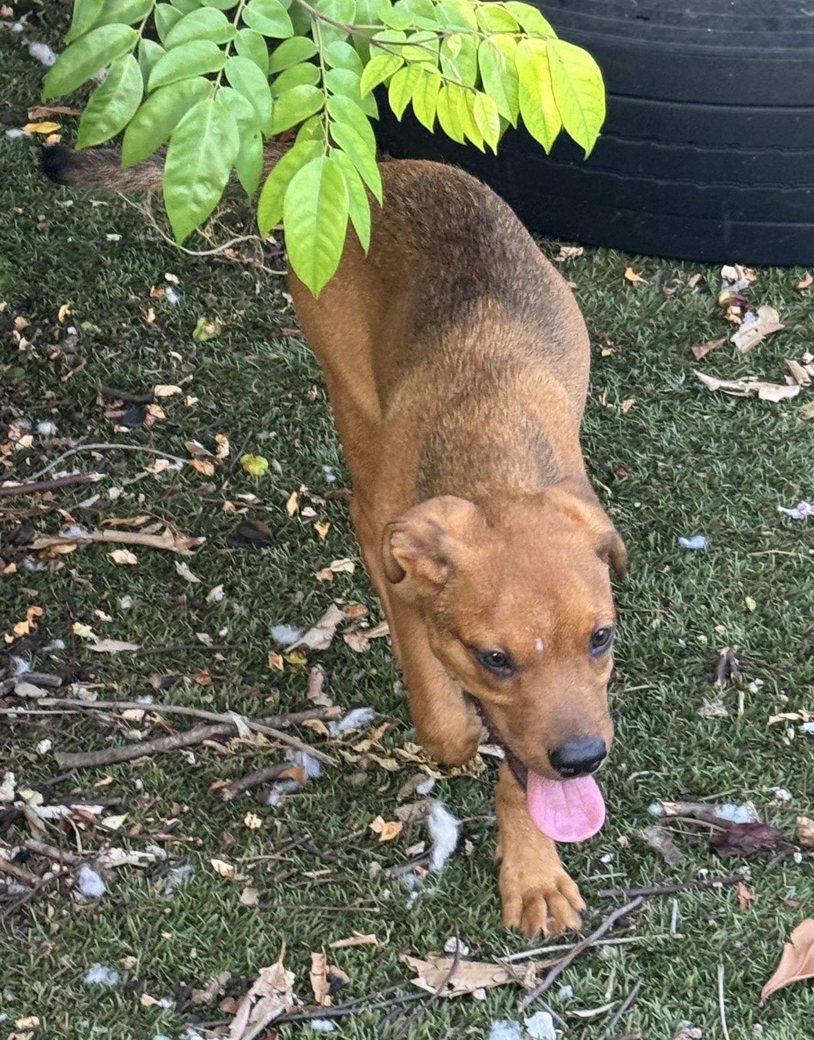 Andy, Adoptable, Young Male Labrador Retriever.