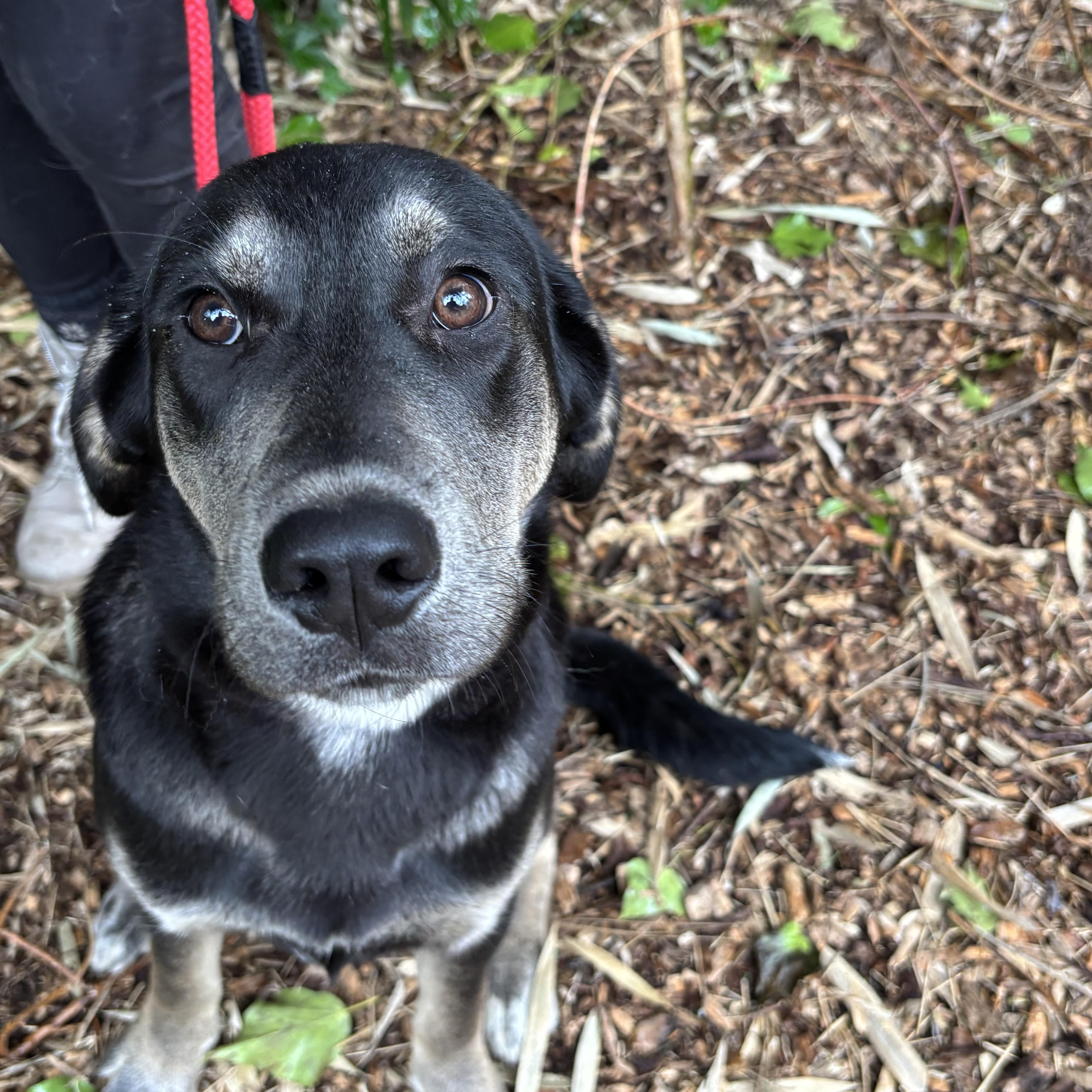 Arthur, Adoptable, Young Male German Shepherd Dog.