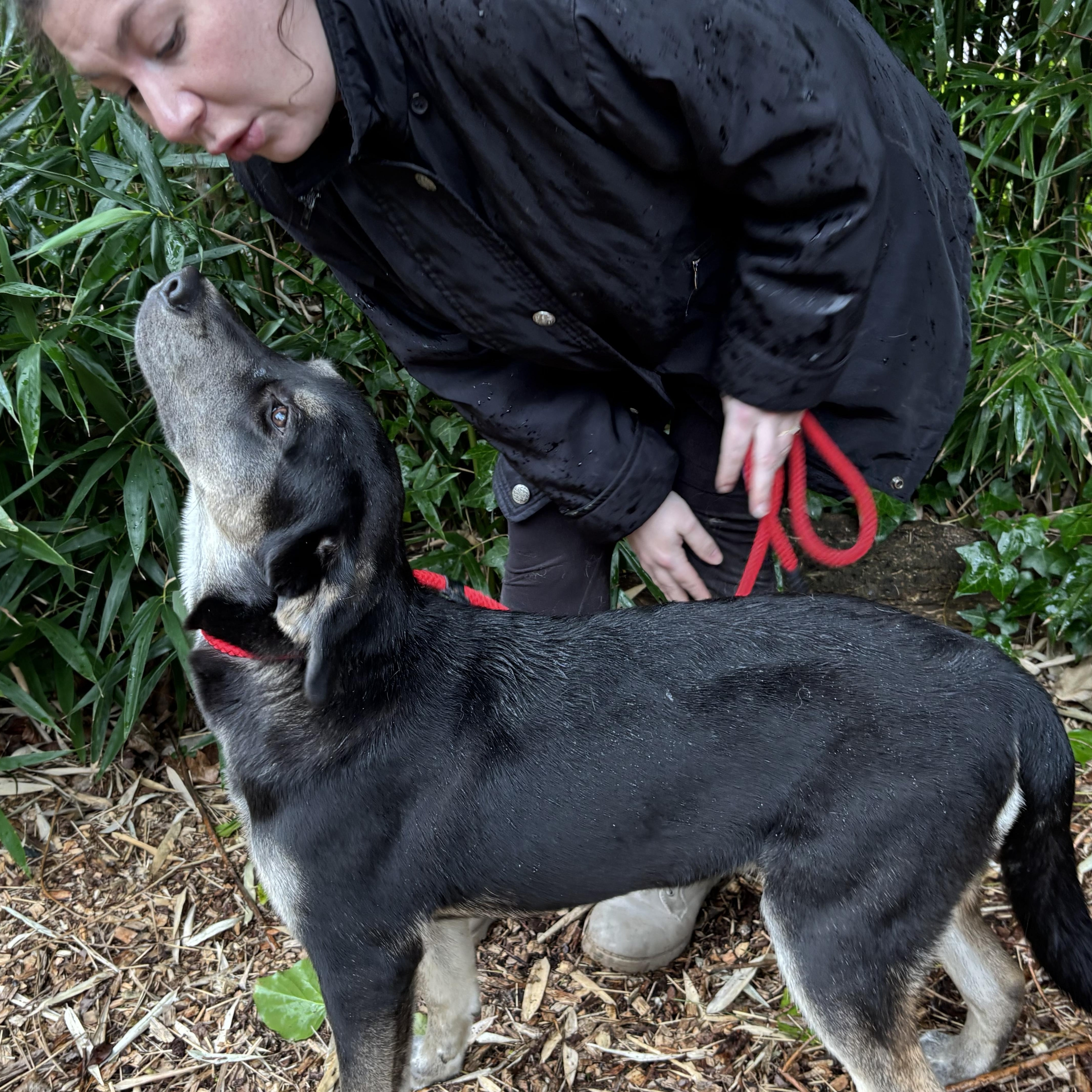Arthur, a Adoptable mixed breed in Snoqualmie, WA image 3/6