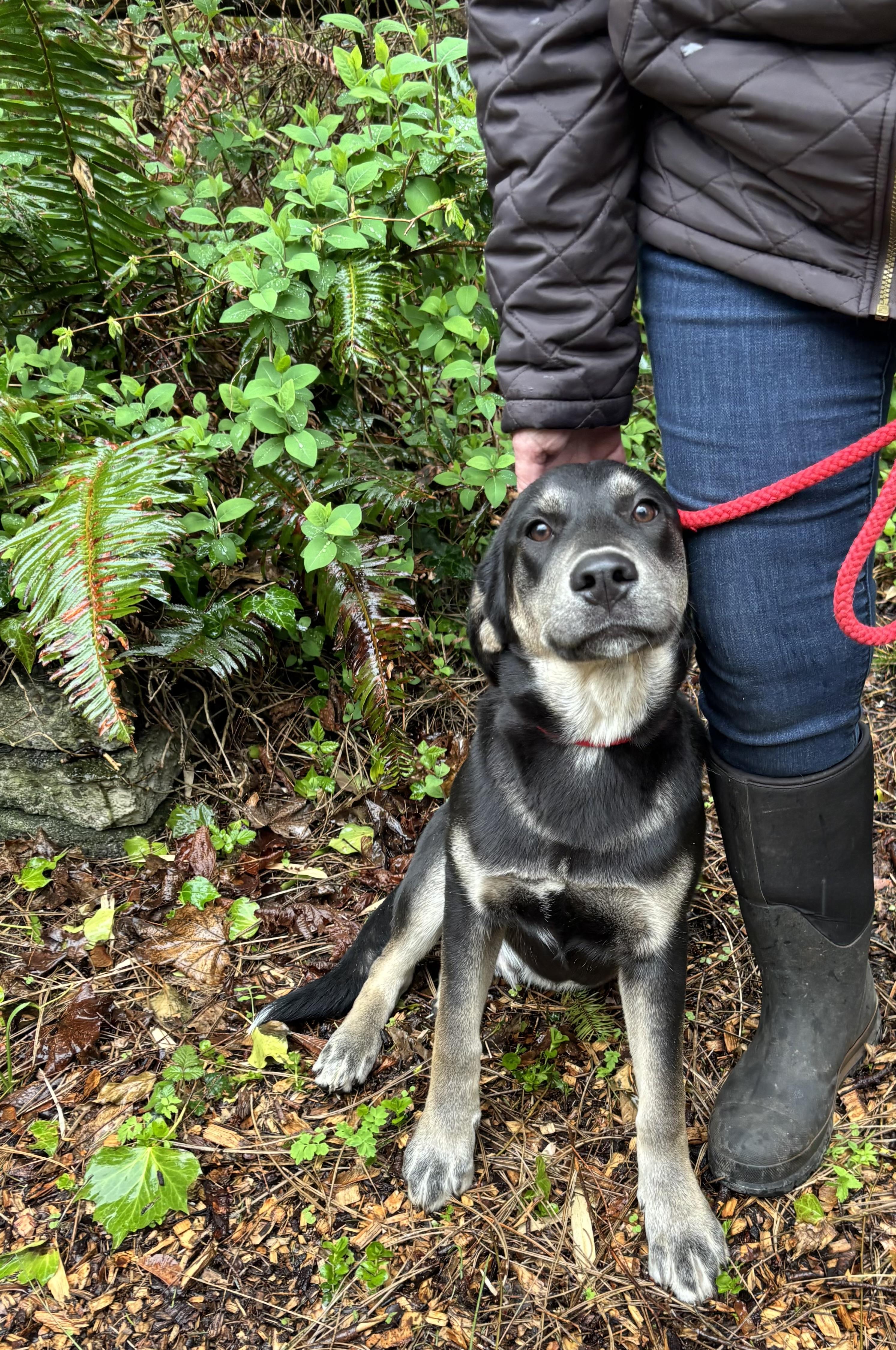 Arthur, a Adoptable mixed breed in Snoqualmie, WA image 4/6